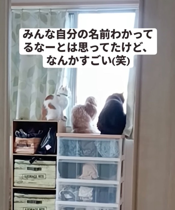 3匹の猫