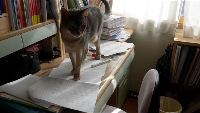 机の上に乗るアビシニアン