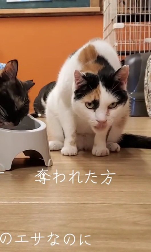 カメラを見る猫