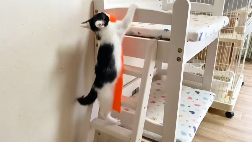 階段を上る猫