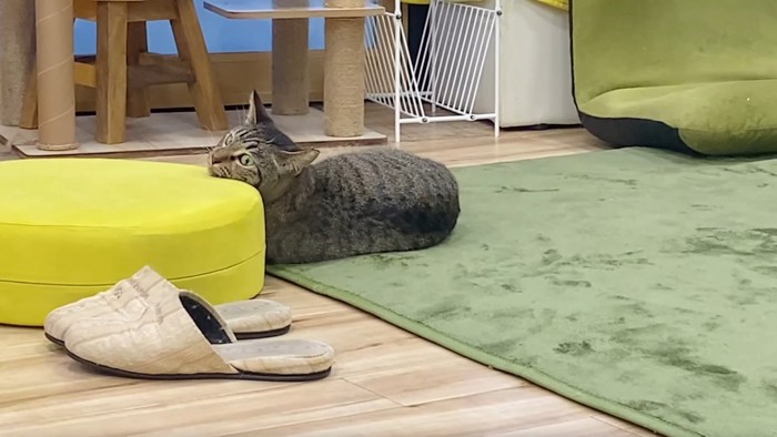 黄色のスツールに顎を乗せる猫