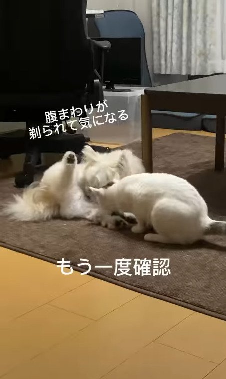 もう一度犬に近づく猫