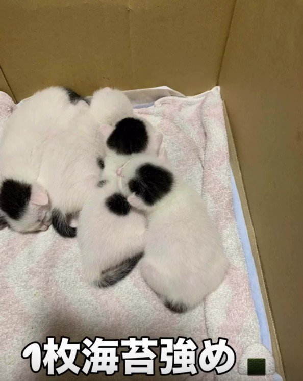 白黒の子猫たち