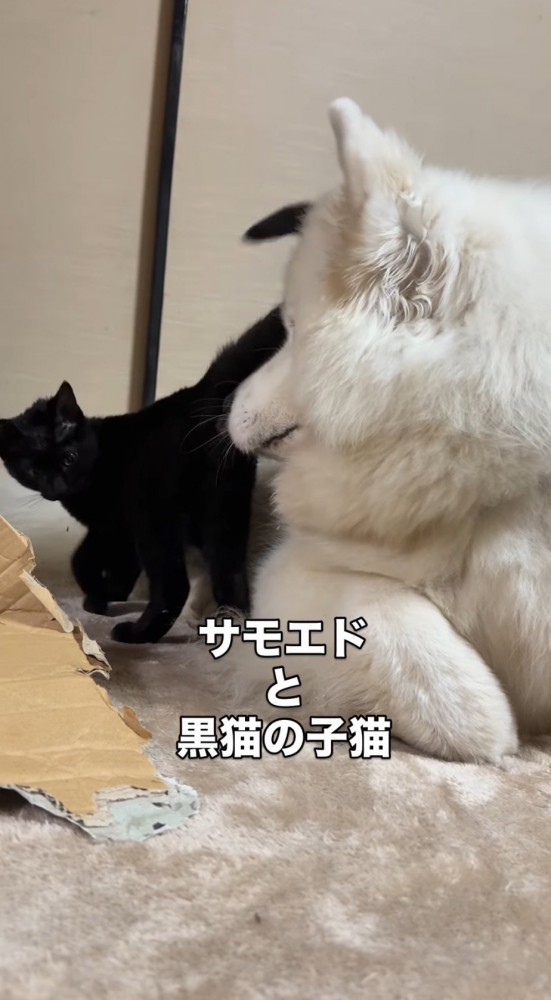 子猫を見つめる犬