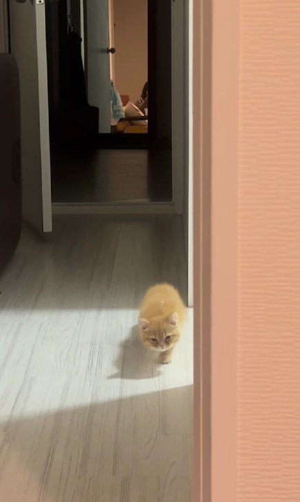 少しずつ近づいてくる子猫