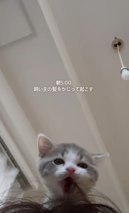 髪をかじるおそばくん