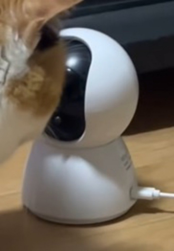 猫を間近で撮影するカメラ