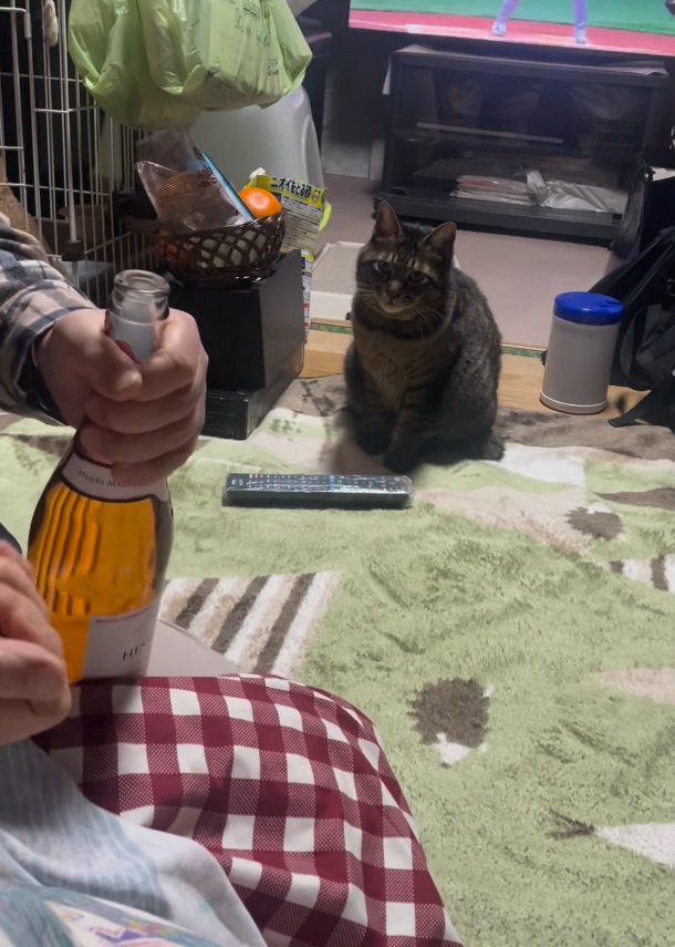 音に驚くノラくん