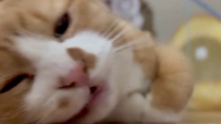 ブラッシングされている猫