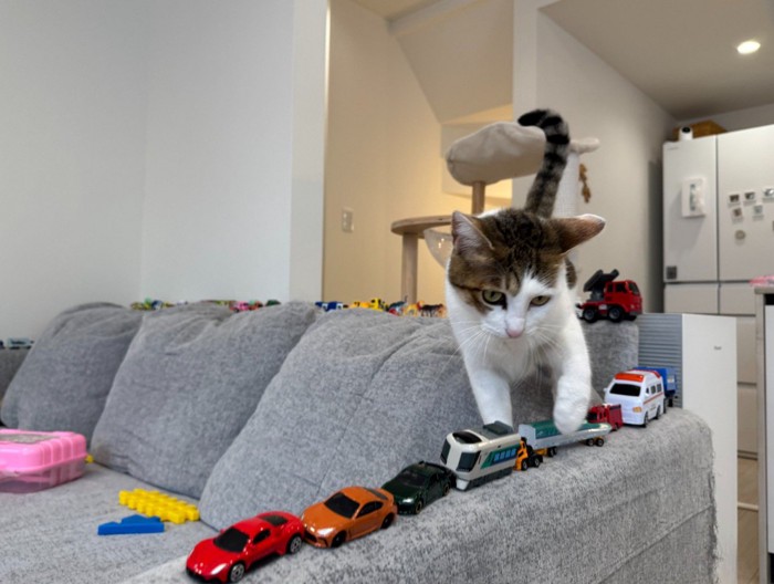 ソファを歩く猫(正面向き)