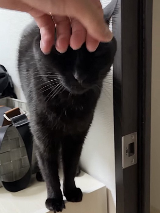 頭を撫でられて目をつぶる猫