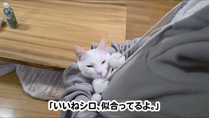 パーカーのポケットの中で喉を鳴らす猫