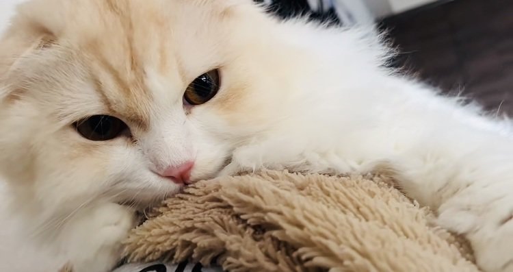 ママとお昼寝するスコティッシュフォールド