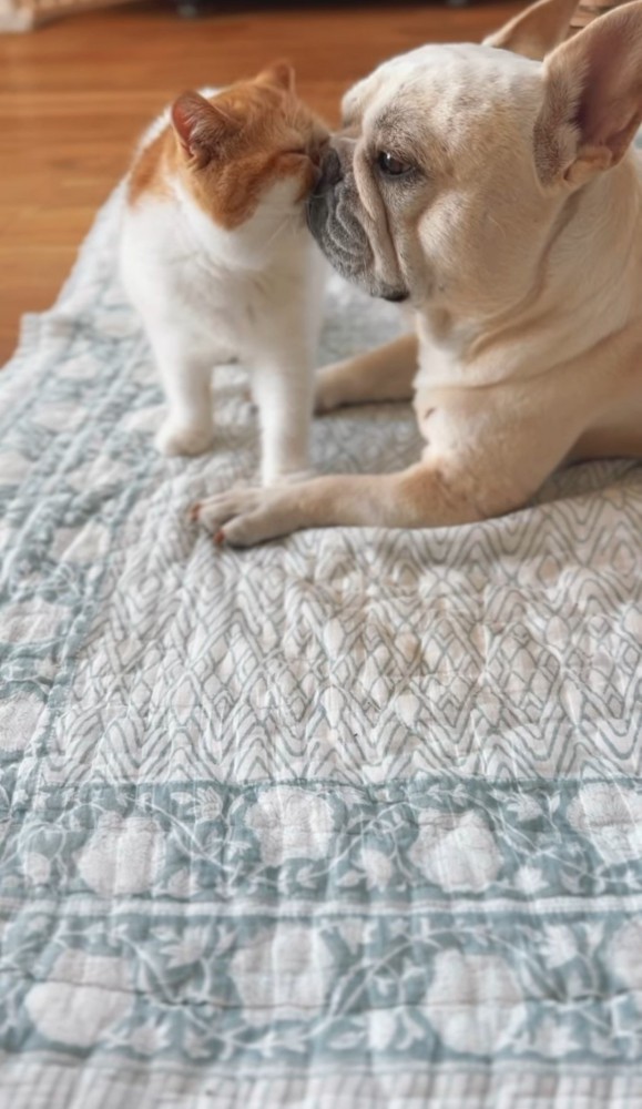 犬の顔に顔を寄せる猫