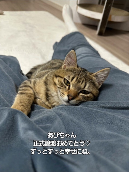 人の足に寄りかかる猫