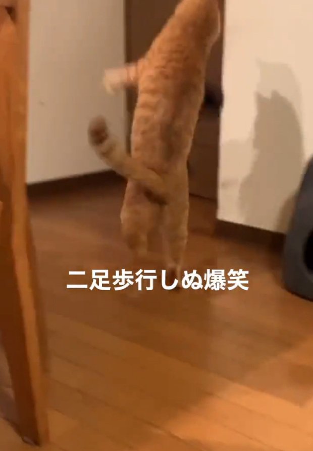 飲んだくれみたいな猫