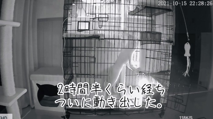 ケージの中を探検する猫