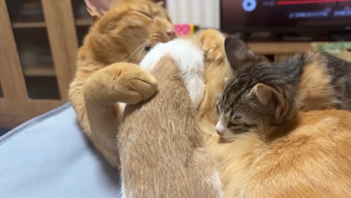 茶トラ猫に乗る子猫たち