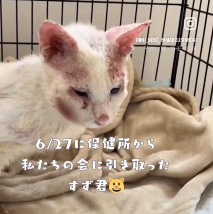 ケージの中で香箱座りをする右頬がハゲている猫