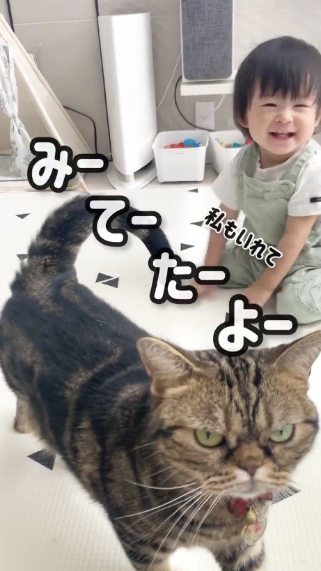 飼い主を見つめる猫と、笑顔の赤ちゃん