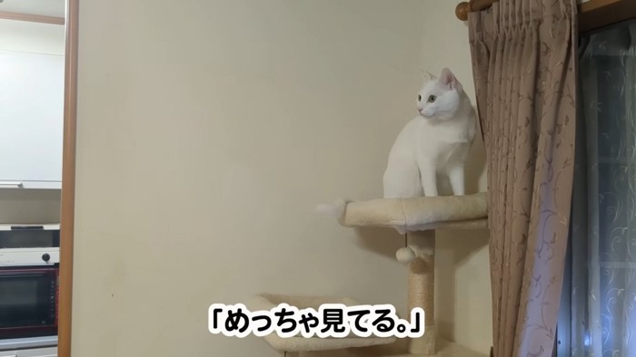 様子をうかがうシロちゃん