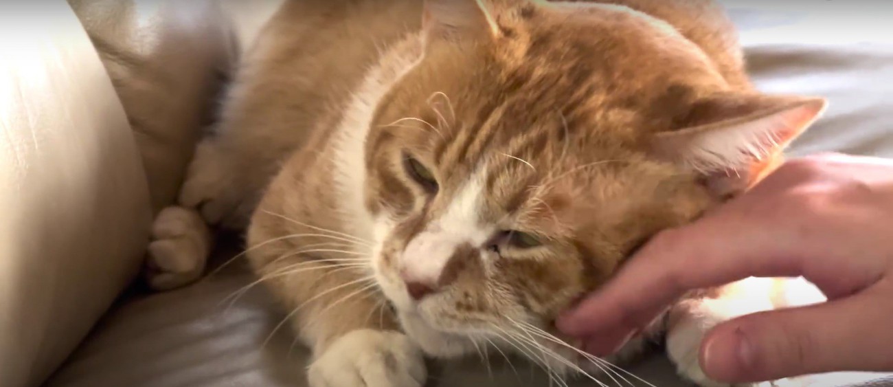 撫でられている猫