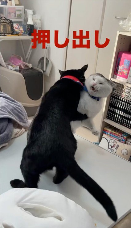 遊んでいる2匹の猫