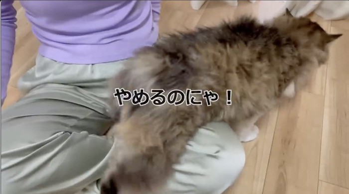 飼い主さんの抱っこから抜け出す猫