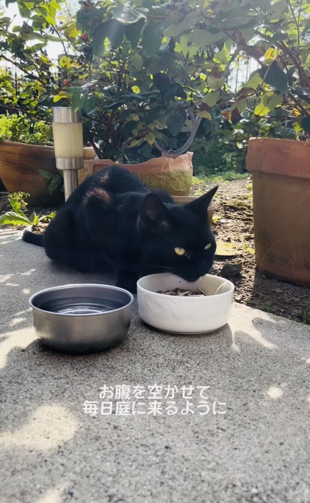 庭でごはんを食べる黒猫