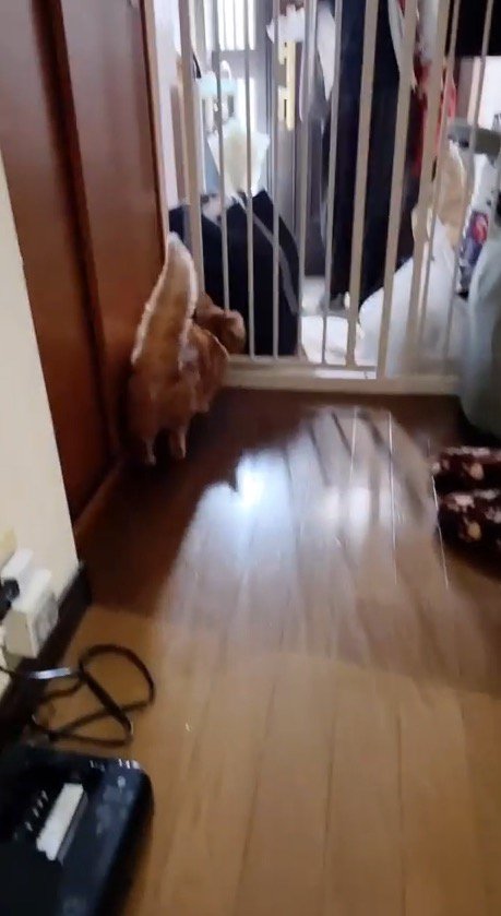 扉の前で方向転換する猫