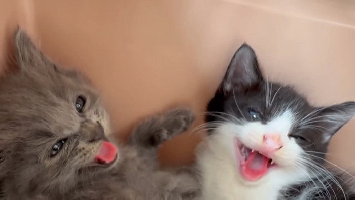 威嚇する子猫たちの顔