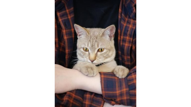 抱かれている猫