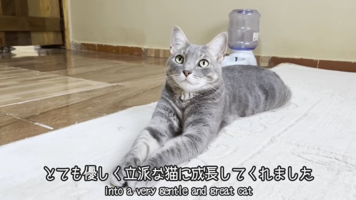 前足を伸ばして座る猫