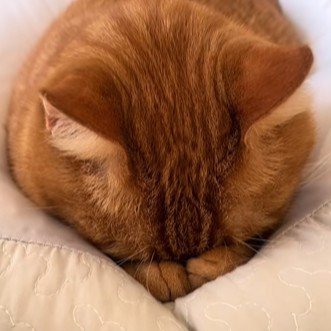 顔を隠して寝る猫