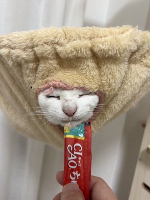 ハンモックから顔を出す猫