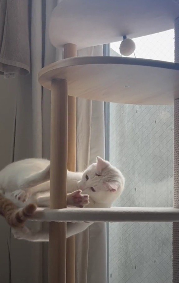キャットタワーにいるぽにおくん