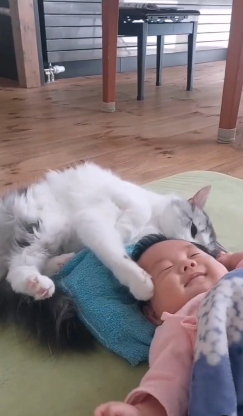 赤ちゃんのにおいを嗅ぐ猫