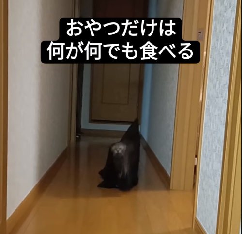 ネットの中に入った猫2