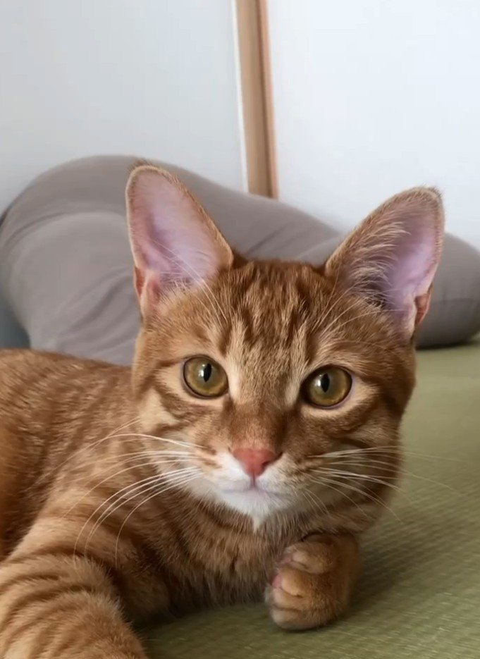 畳でくつろぐ猫