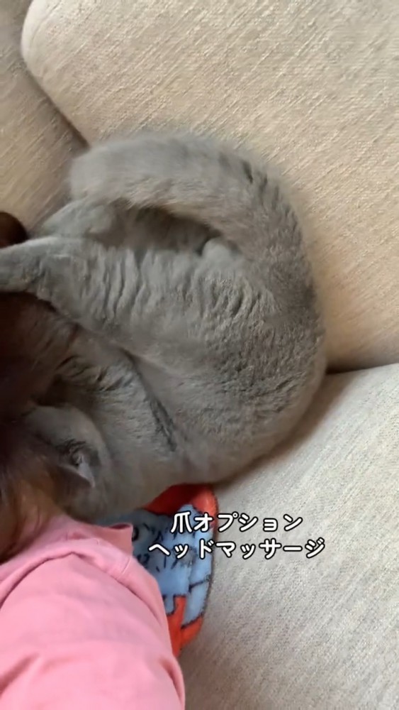 飼い主さんの頭をマッサージする猫さん