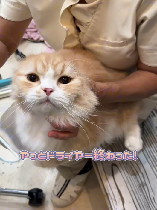 人の膝の上に乗る猫