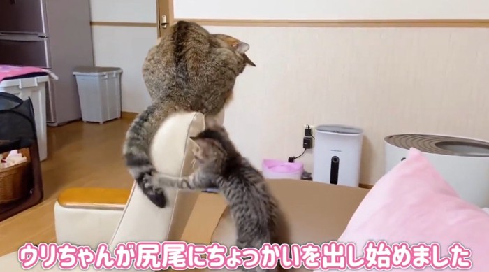 先住猫の尻尾にじゃれる子猫