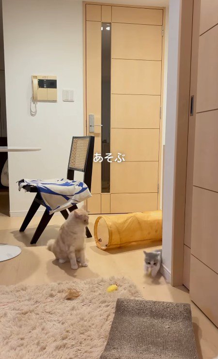 遊ぶおそばくんととろろちゃん