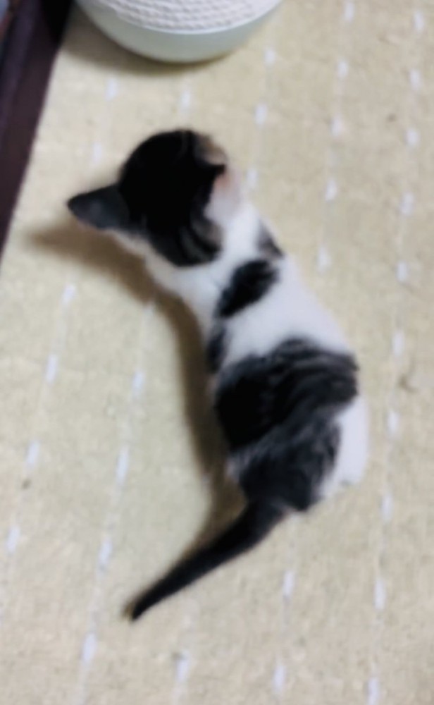 転んで起き上がる子猫
