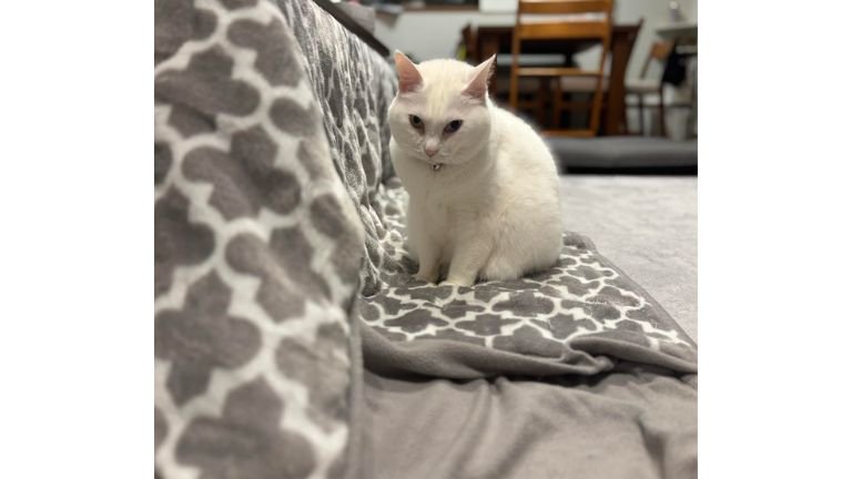 室内にいる猫