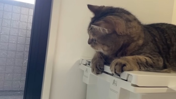 外を真剣な表情で見つめる猫の横顔