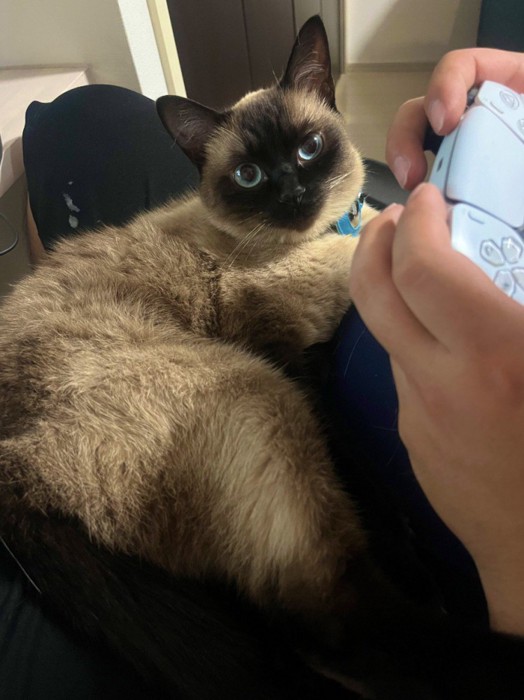 膝に乗る猫とゲームをする飼い主