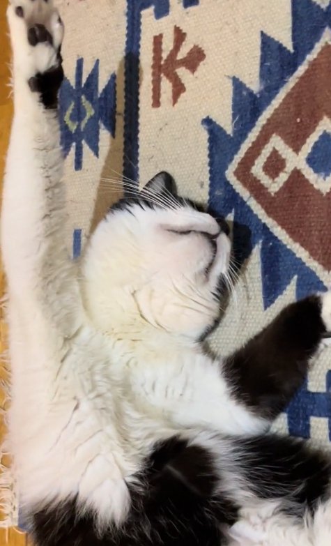 体をカーブさせて寝転がる猫（上半身アップ）