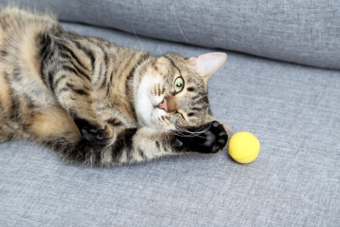 ソファーで寝転ぶ猫とボール