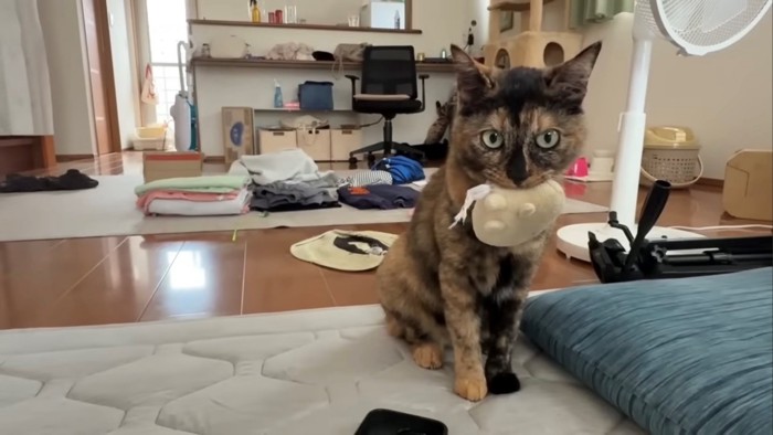 人形をくわえて座る猫